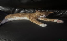 British Shorthair cats for sale: Male British Shorthaired Crossbreed For Sale - Image 14