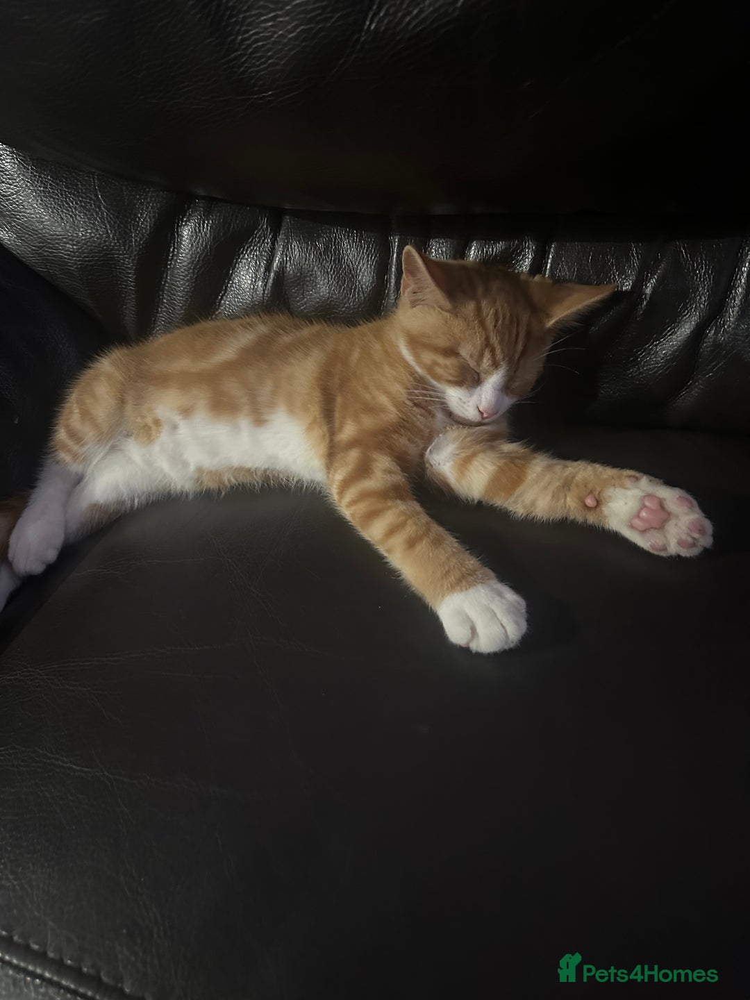 British Shorthair cats for sale: Male British Shorthaired Crossbreed For Sale - Image 14