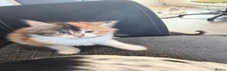 Maine Coon cats for sale: 3 perfect 100% Main coon baby kittens DNA PARENTS - Advert 18
