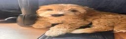 Cockapoo dogs for sale: COCKAPOO PUPPIES FOR SALE in Basingstoke - Advert 8