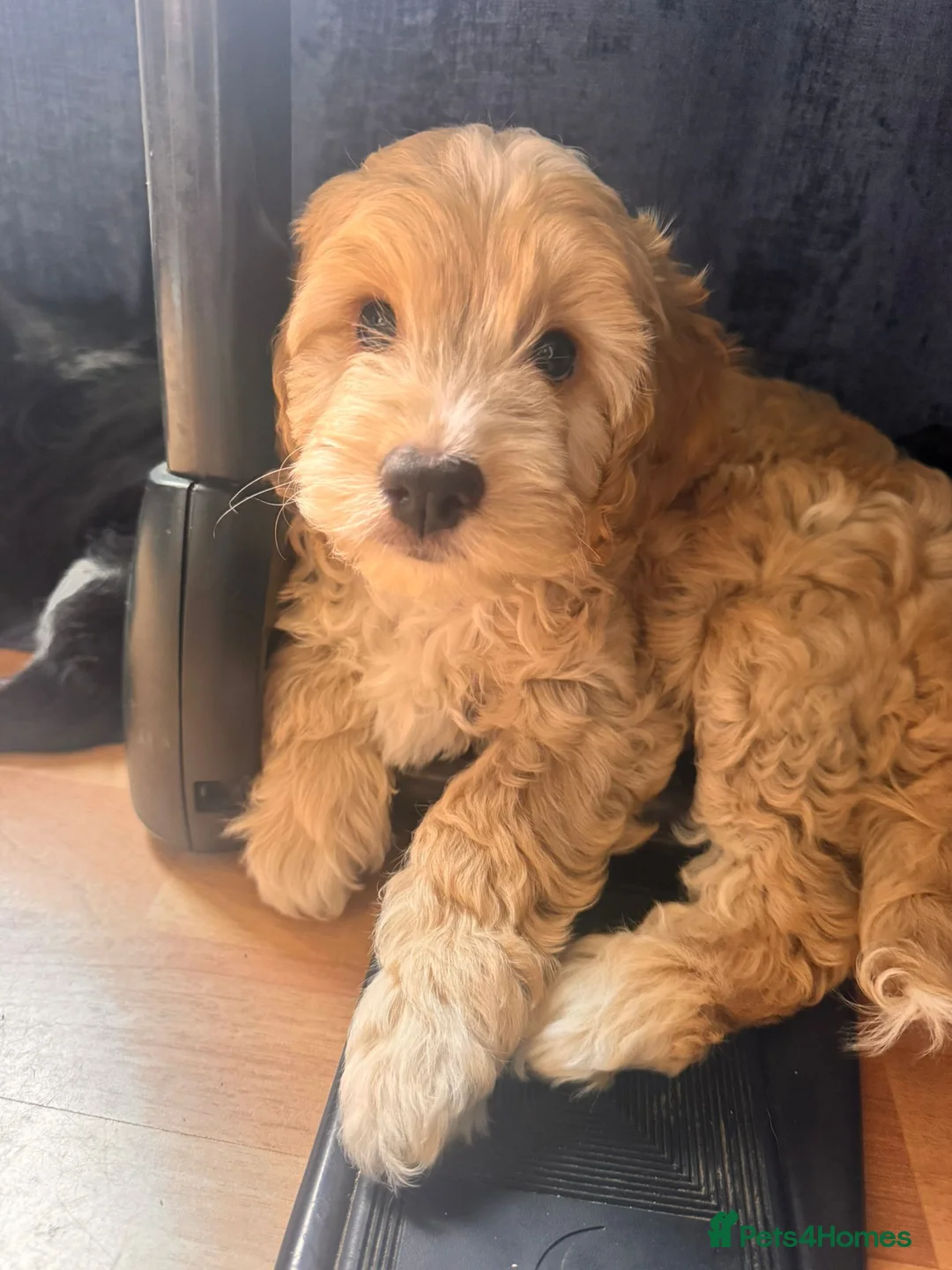 Cockapoo dogs for sale: COCKAPOO PUPPIES FOR SALE in Basingstoke - Advert 8