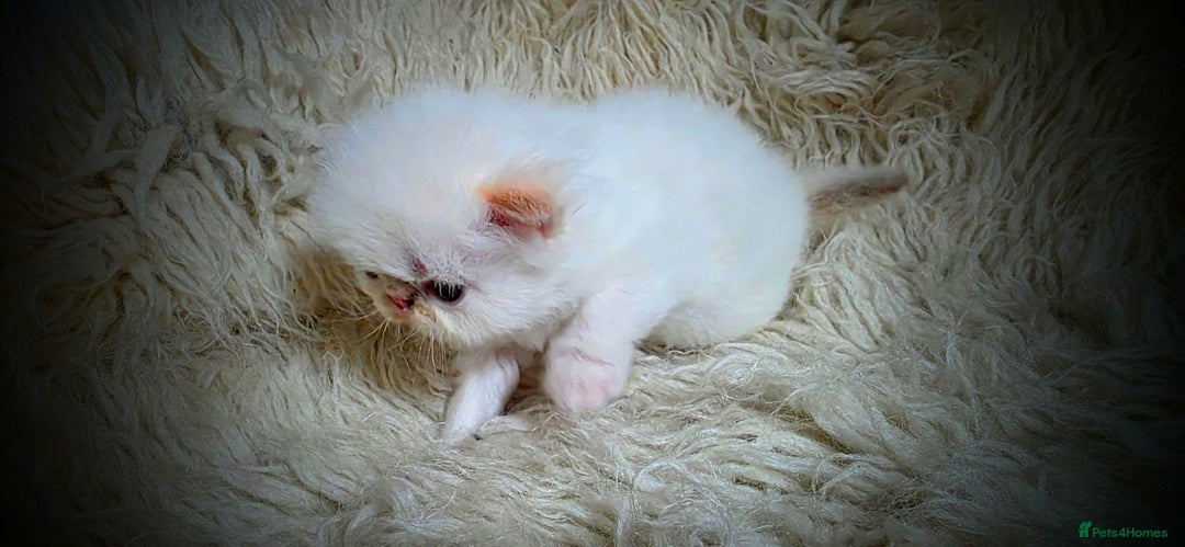 Persian cats for sale: Beautiful and Rare Purebred Persian Kittens - Image 14