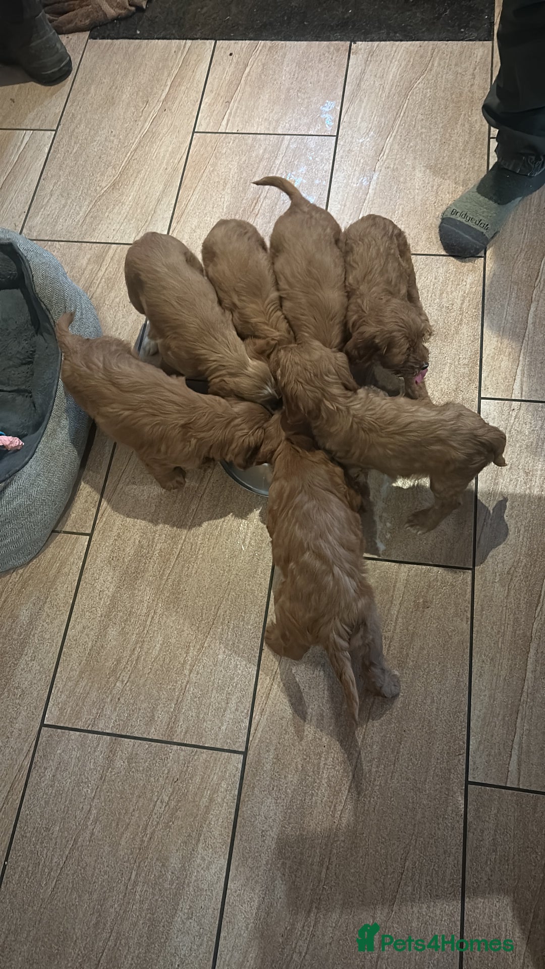 Cockapoo dogs for sale: Beautiful F1 red Cockapoos - Advert 3