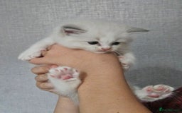 Ragdoll cats for sale: Tica registeeed tabby bicolour ragdolls - Image 34