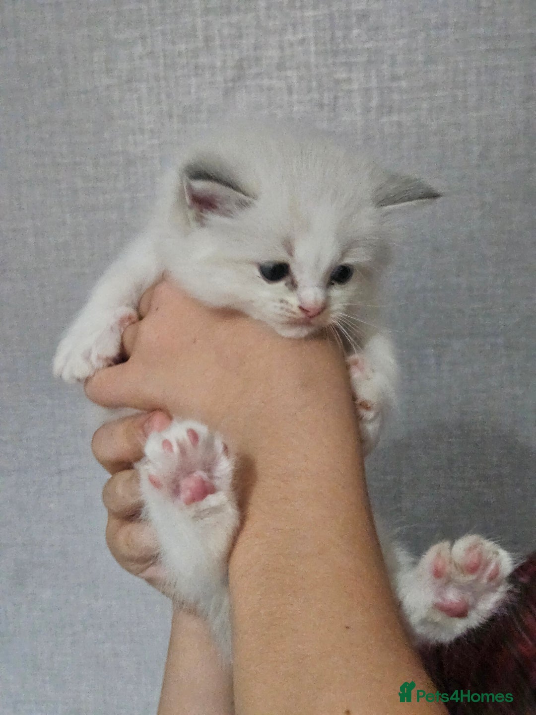 Ragdoll cats for sale: Tica registeeed tabby bicolour ragdolls - Image 34
