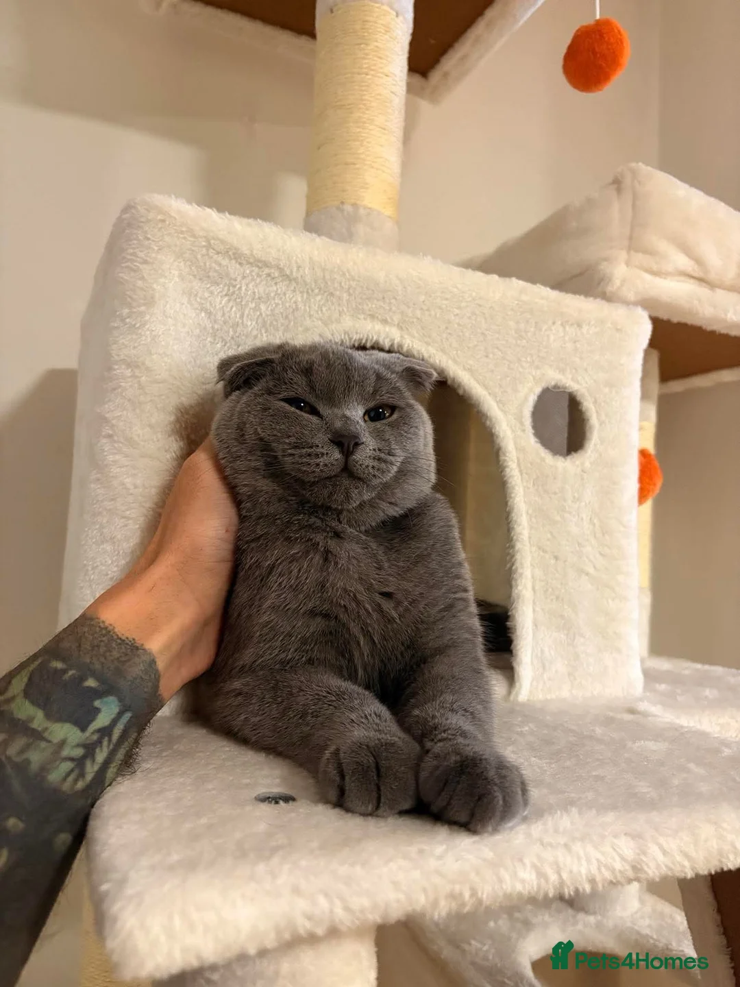 Scottish Fold cats for stud: Scottish fold champion available for stud - Advert 12