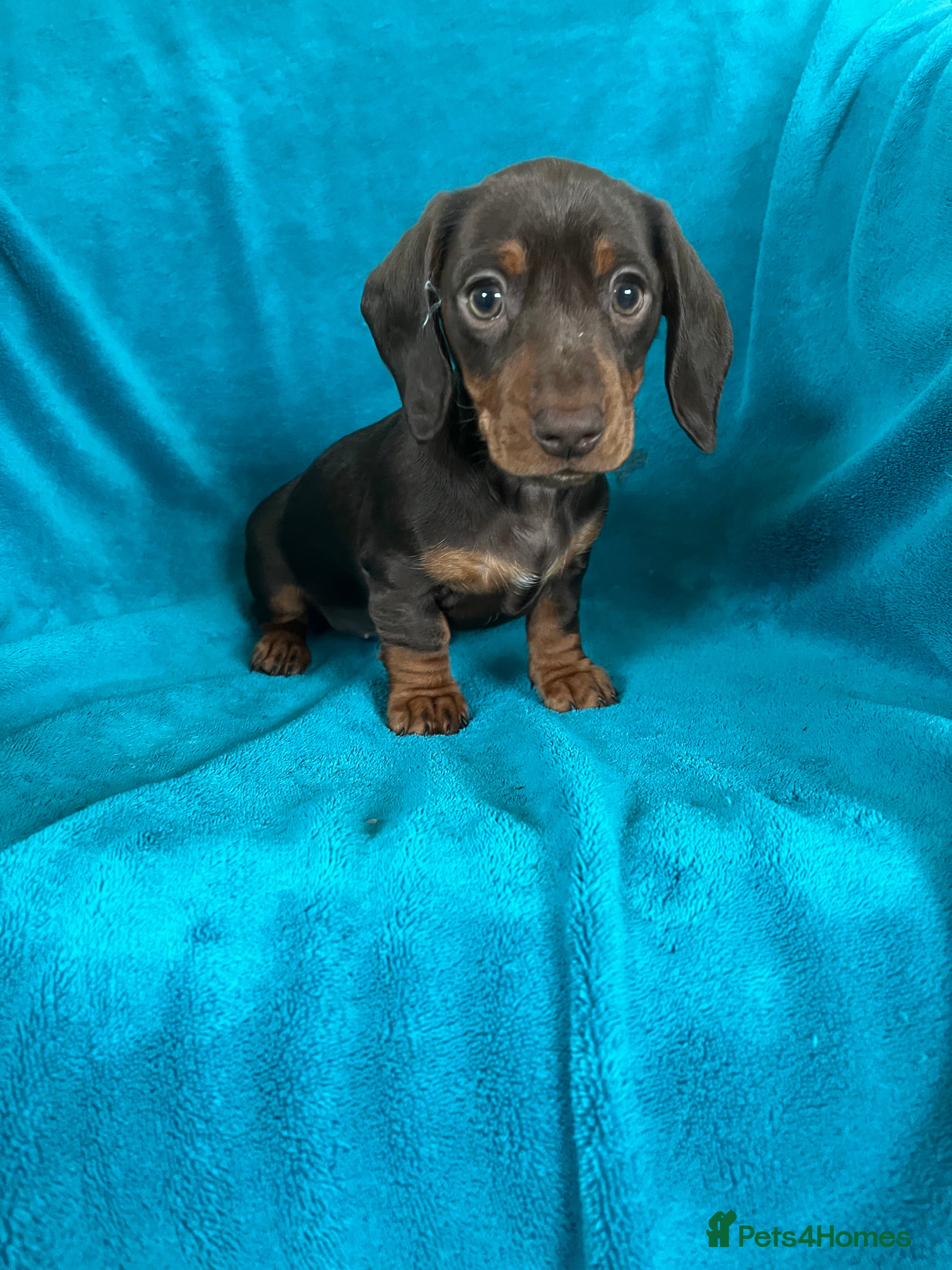 Miniature Dachshund dogs Miniature dachshund puppies - Advert 7