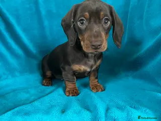 Miniature Dachshund dogs Miniature dachshund puppies - Advert 7