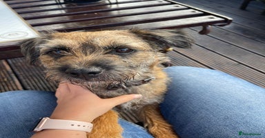 Border Terrier dogs - Advert 10
