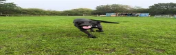 Mixed Breed dogs for adoption: Special home needed 💔 - Advert 3
