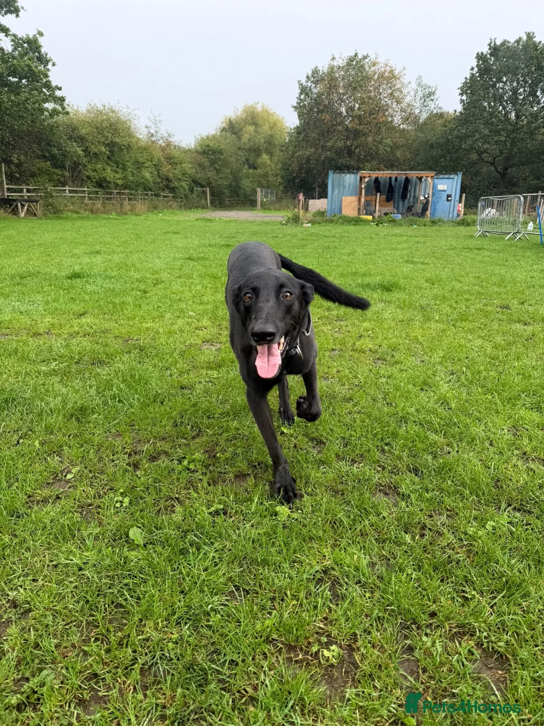 Mixed Breed dogs for adoption: Special home needed 💔 - Advert 3