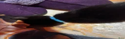 Mixed Breed cats for sale: Mixed kittens for sale  - Advert 8