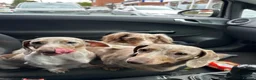 Dachshund dogs for sale: Tudsley family pet in Wolverhampton - Advert 12