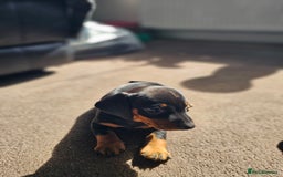 Dachshund dogs for sale: Adorable Dachshund Puppies - 1 Girl & 2 Boys - Image 8