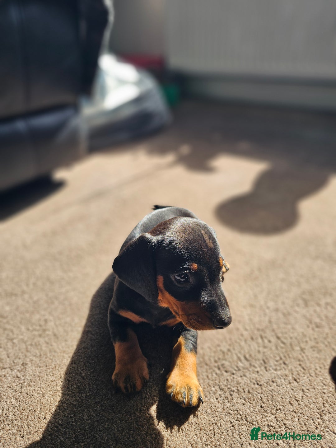 Dachshund dogs for sale: Adorable Dachshund Puppies - 1 Girl & 2 Boys - Image 8