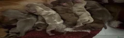 Miniature Dachshund dogs for sale: Long hair miniature dachshund  - Advert 10