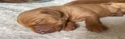 Labrador Retriever dogs for sale: Beautiful fox red Labrador litter of 11  - Advert 5
