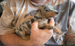 Miniature Dachshund dogs for sale: REDUCED !! Miniature dachshund puppies kc reg   - Image 31