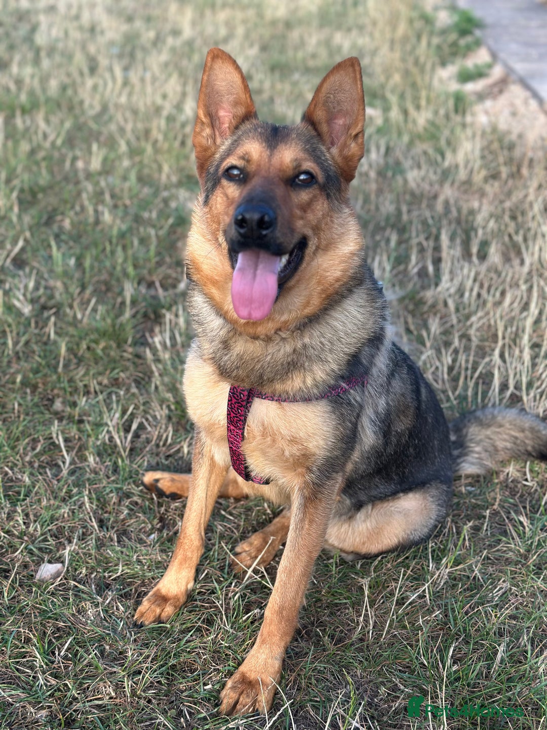 Mixed Breed dogs for sale: 2 year old mixed German Shepard  - Advert 1