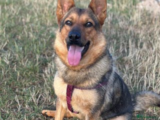 Mixed Breed dogs 2 year old mixed German Shepard - Advert 1