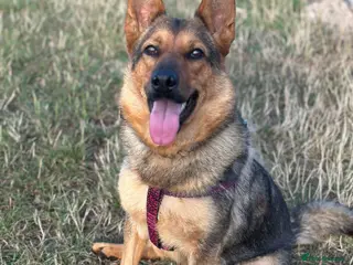 Mixed Breed dogs 2 year old mixed German Shepard - Advert 18