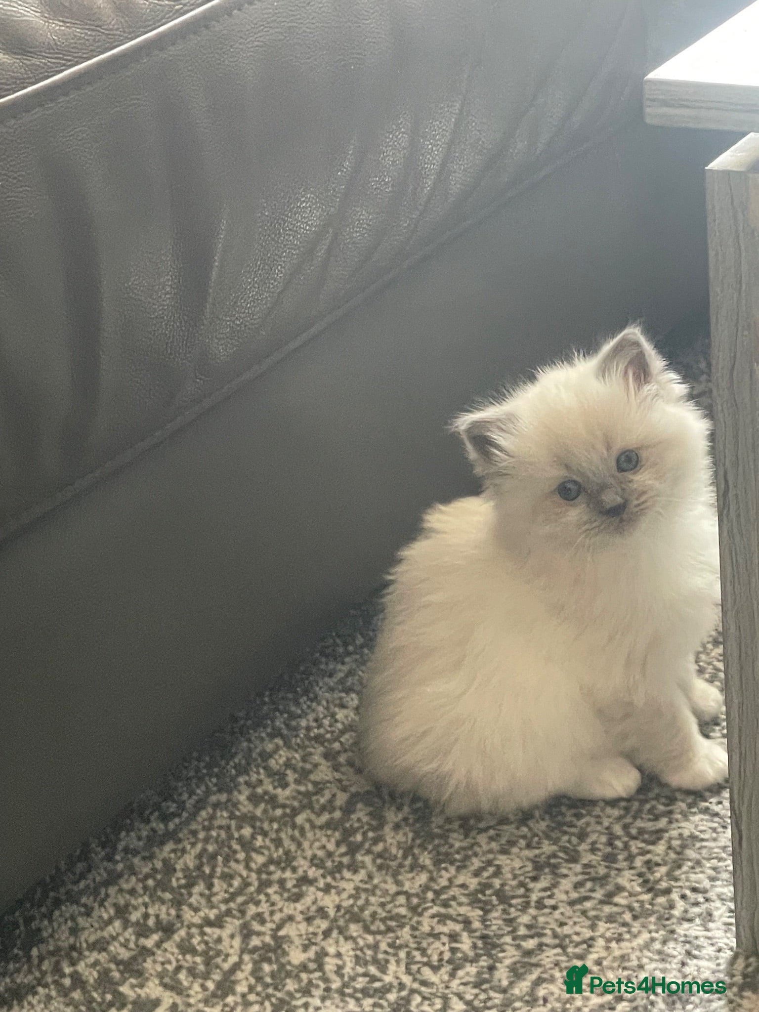 Ragdoll cats 🌟 🐱 4 Gorgeous Ragdoll Blue Point Kittens 🌟  - Advert 2