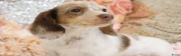 Miniature Dachshund dogs for sale: KC Longhair Miniature Dachshund Puppies - Advert 35