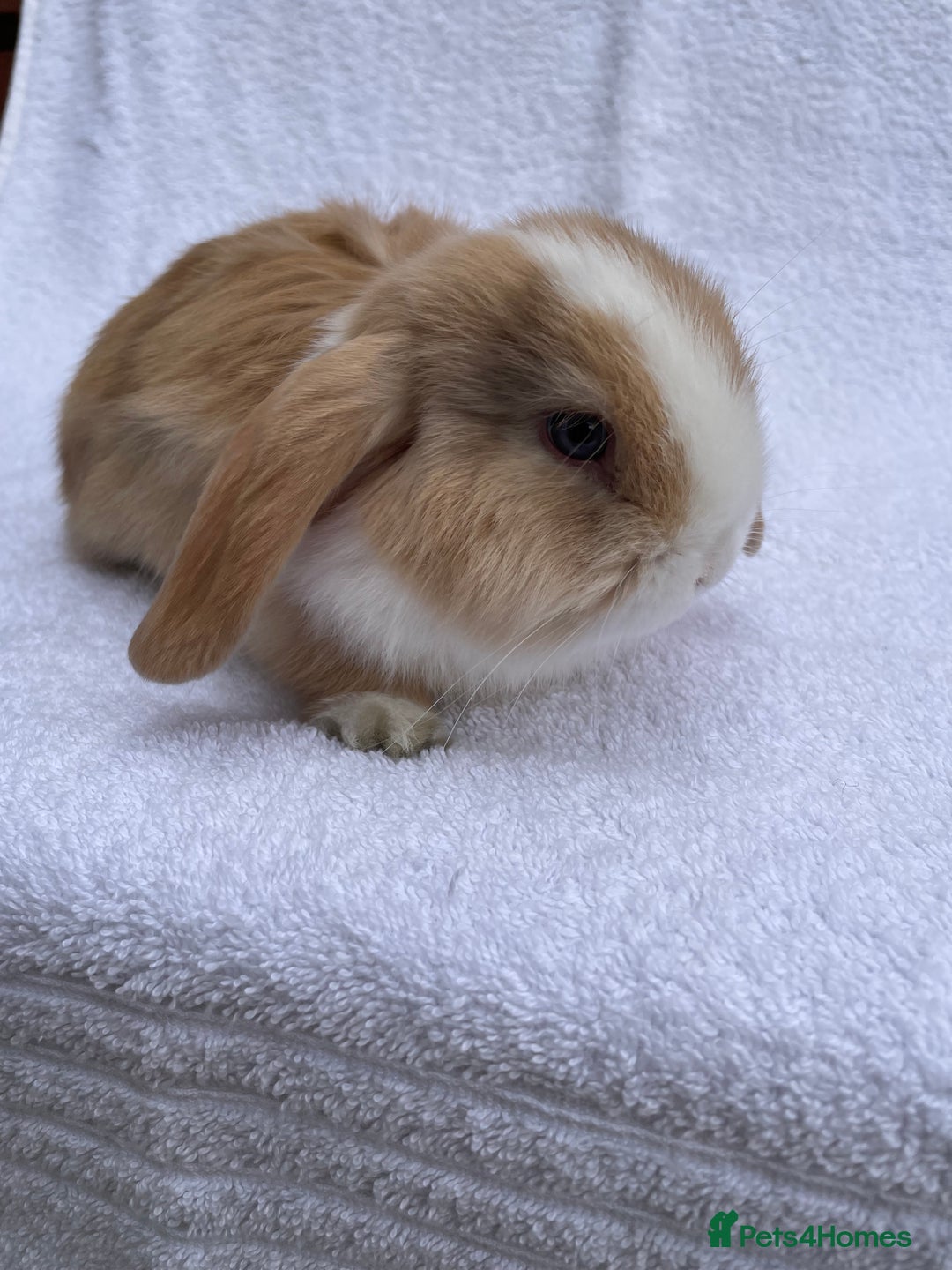 Mini Lop rabbits for sale: MINILOP BABIES READY TO RESERVE  - Image 10