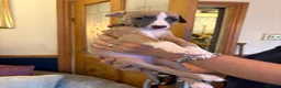 Whippet dogs for sale: Whippet puppies for sale - Advert 2