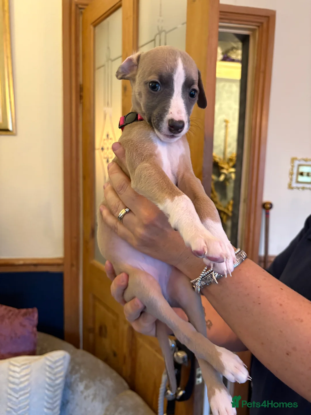 Whippet dogs for sale: Whippet puppies for sale - Advert 2