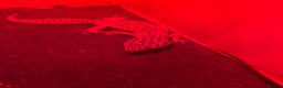 Gecko reptiles for sale: 1 Geko - Advert 2