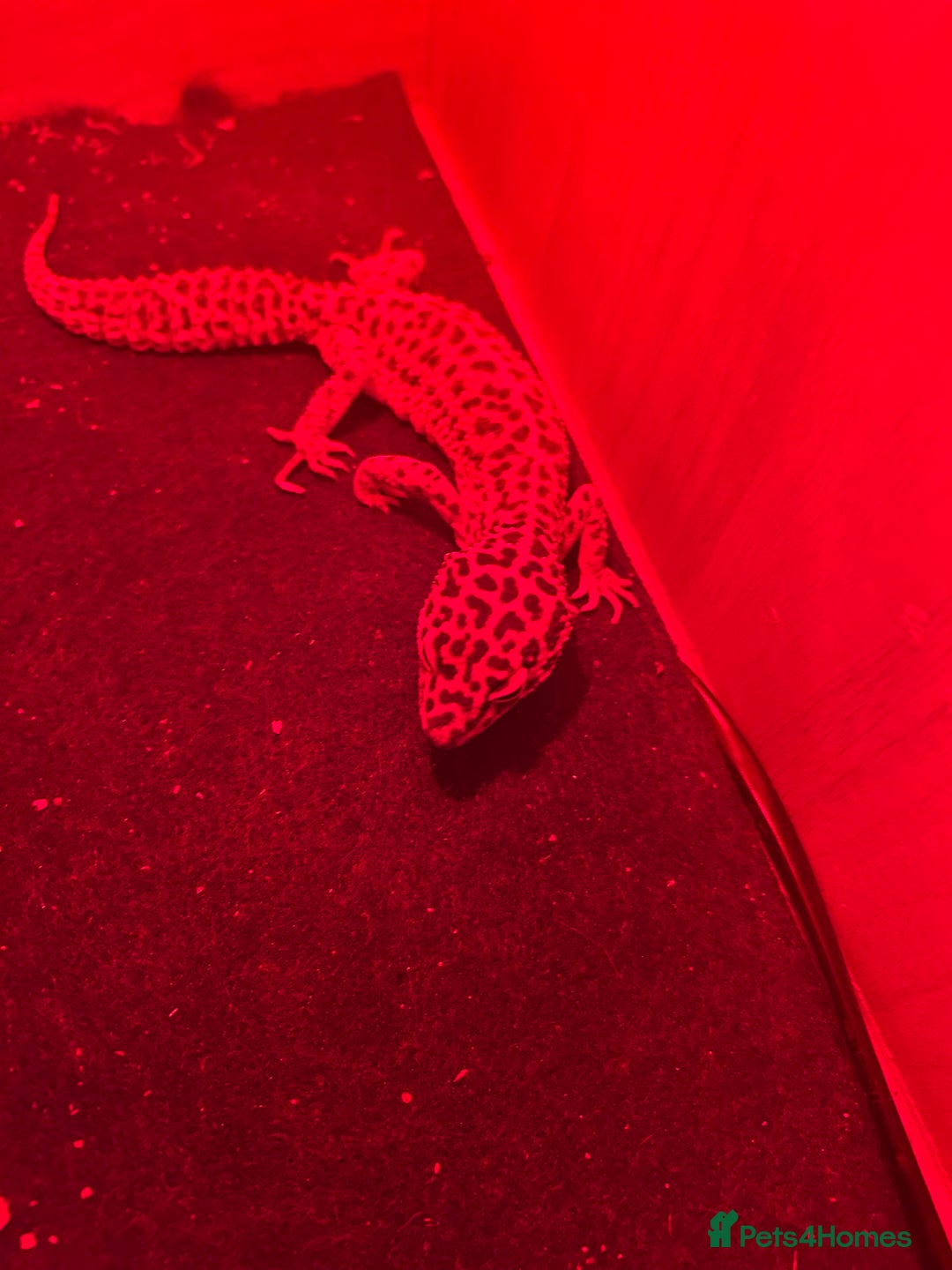 Gecko reptiles for sale: 1 Geko - Advert 2