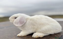 Mini Lop rabbits for sale: Gorgeous fully vaccinated mini lop buck  - Image 5