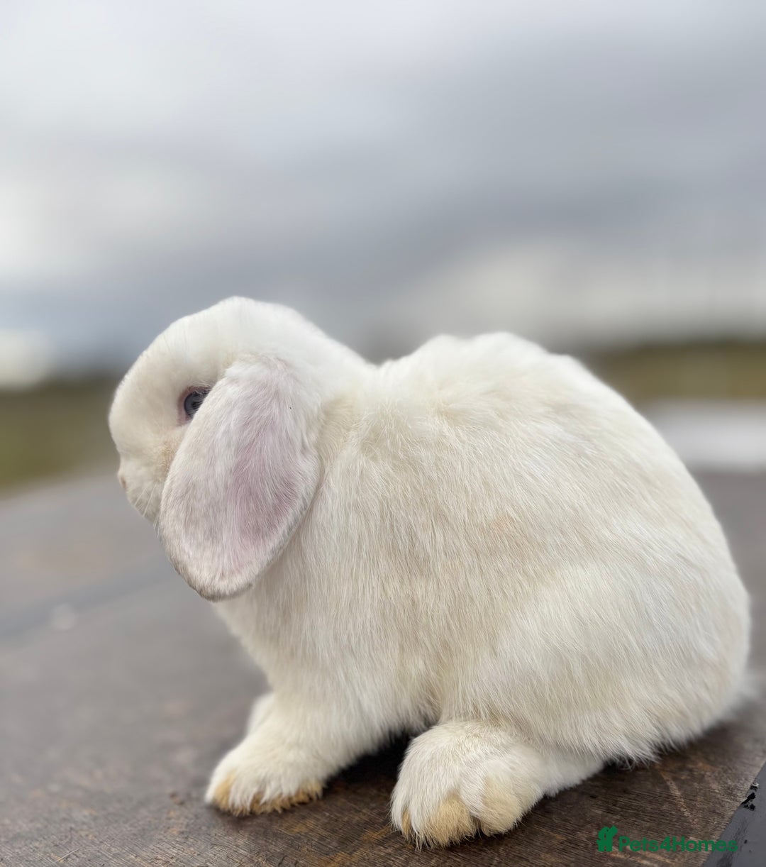 Mini Lop rabbits for sale: Gorgeous fully vaccinated mini lop buck  - Image 5