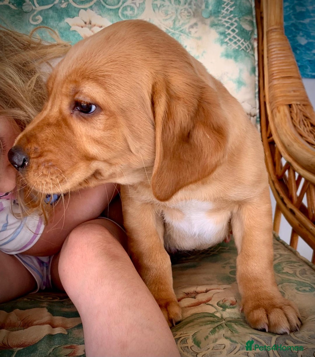 Cockerdor dogs for sale: Beautiful Cockador male puppy - Image 4