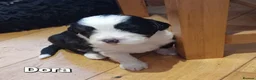 Mixed Breed dogs for sale: Beautiful Old English Sheepdog/Bernedoodle Puppies - Advert 10