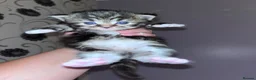Mixed Breed cats for sale: Kittens  in Gillingham - Advert 21