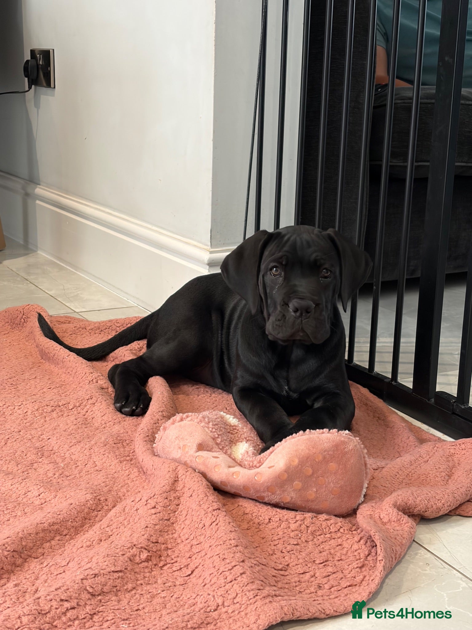 Cane Corso dogs Last stunning girl Ready to Collect Champion Lines - Advert 1