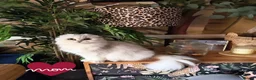 British Shorthair cats for sale: Outstanding Kittens Ready Before  ** 😻🐾🏆🥇 - Advert 23
