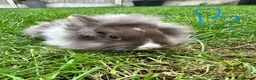 Lionhead rabbits for sale: Lionhead rabbits for sale  - Advert 9