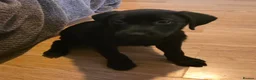 Labrador Retriever dogs for sale: Female Labrador - Advert 1