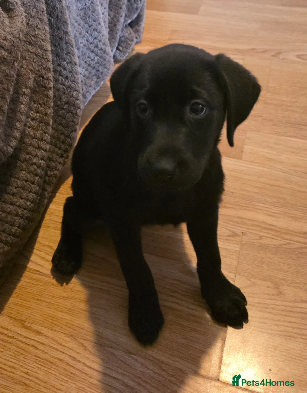 Labrador Retriever dogs for sale: Female Labrador - Advert 1