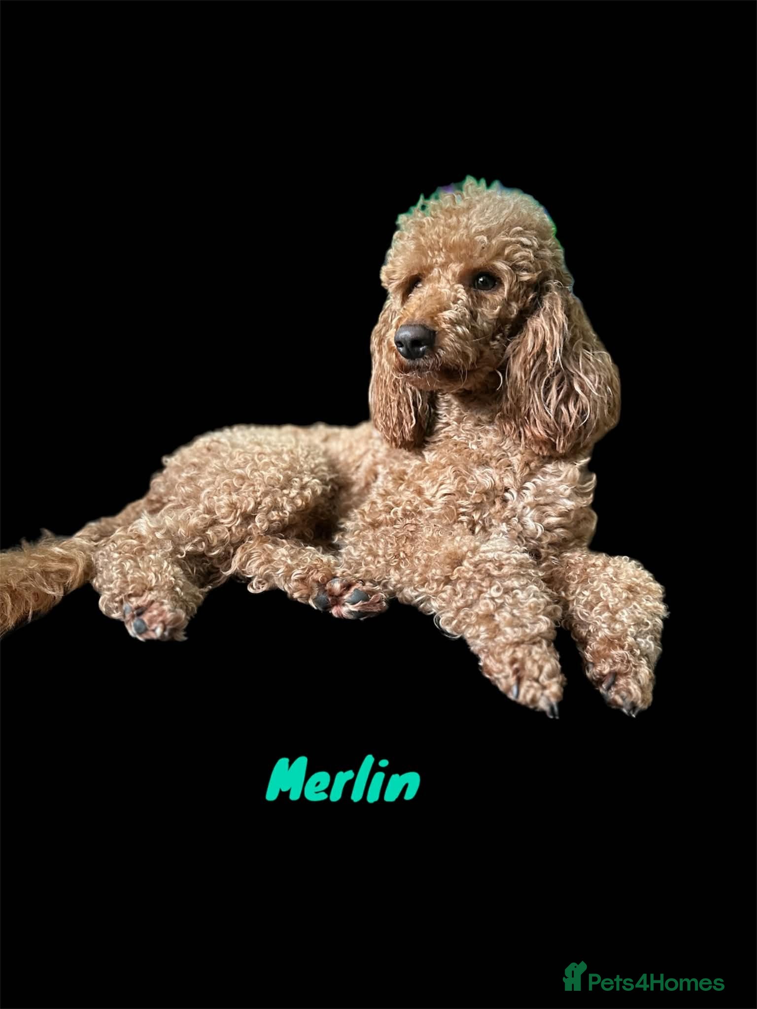 Miniature Poodle dogs RED MINIATURE POODLE STUD - Advert 9