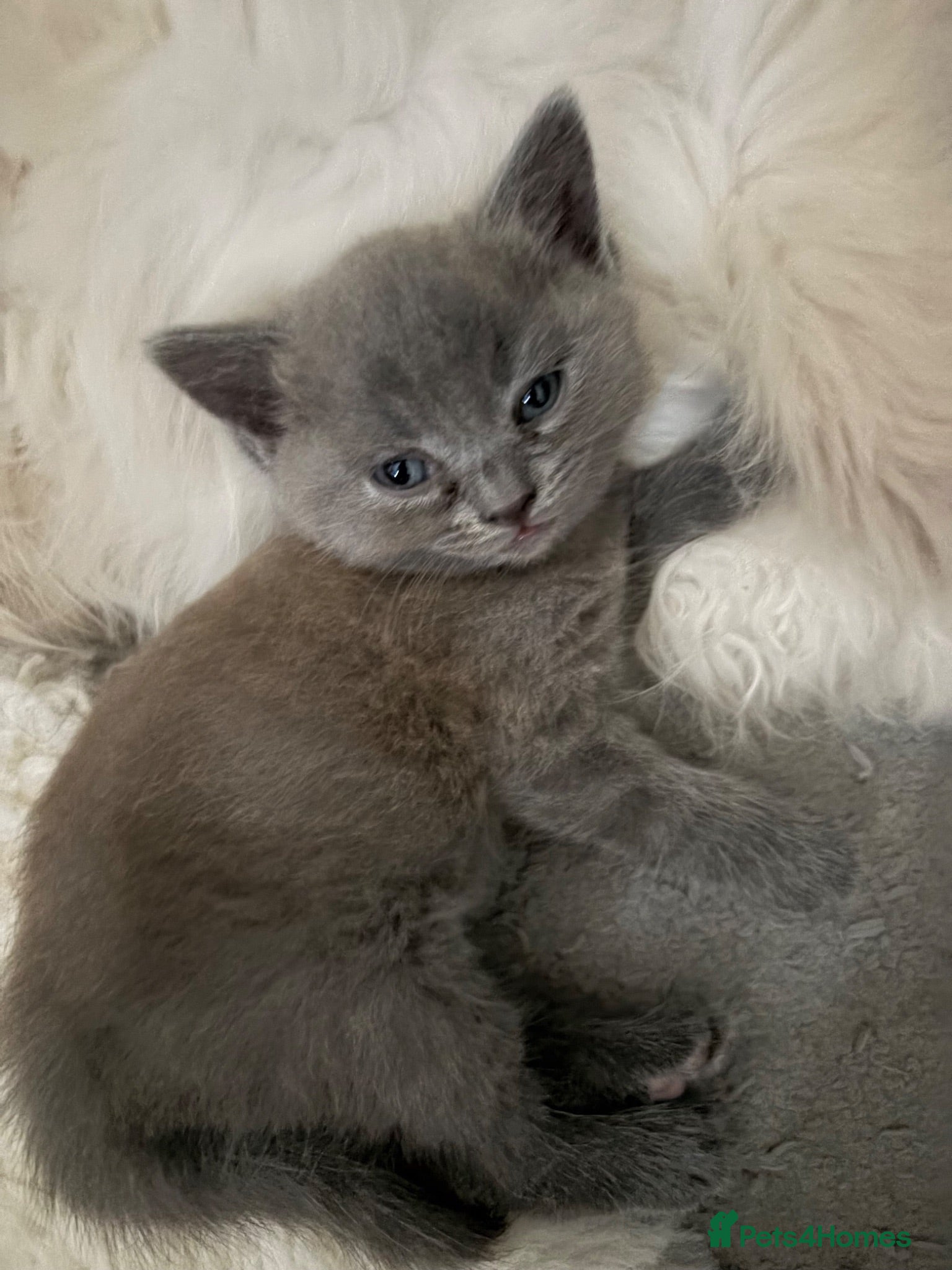 British Shorthair cats Beautiful British Blue shorthair X Ragdoll babies  - Advert 1