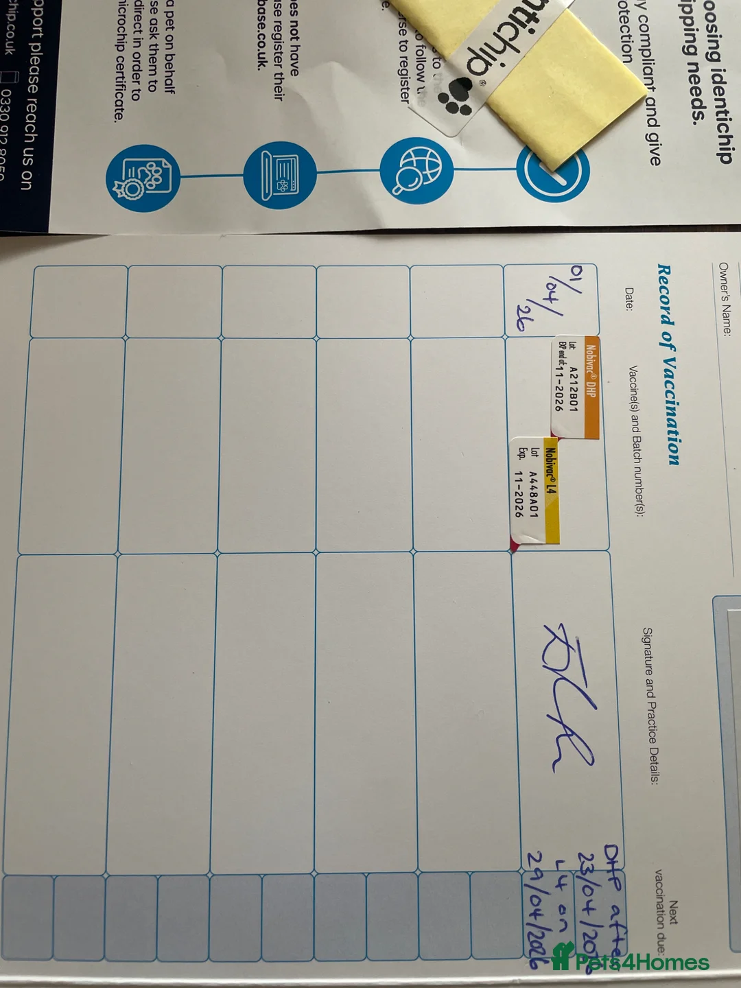 Cockapoo dogs for sale: Cockapoo - Advert 2