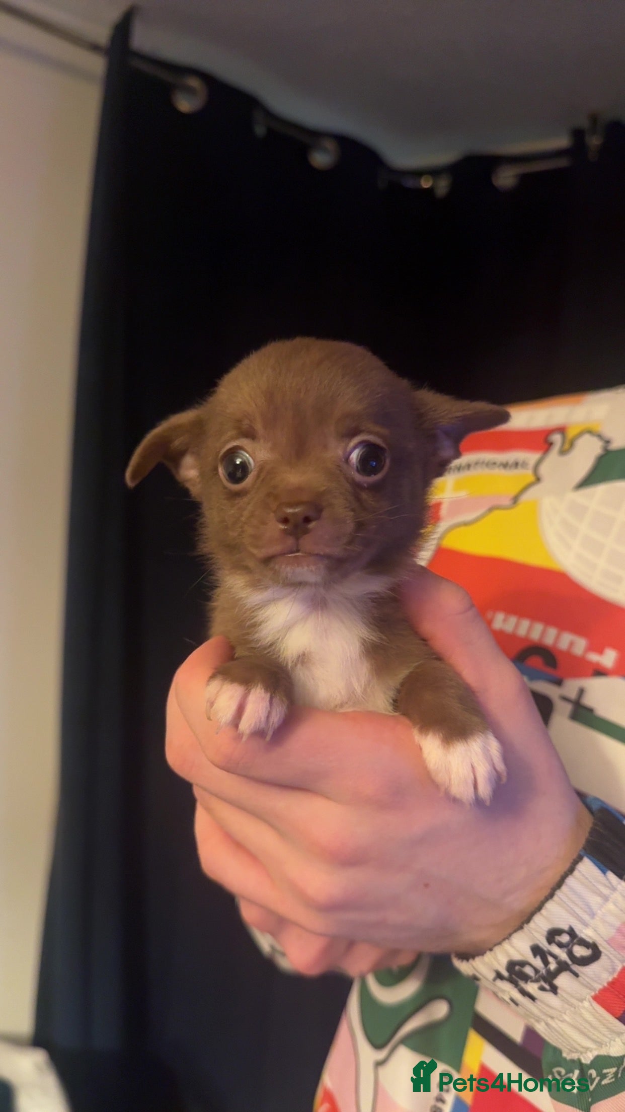 Chihuahua dogs Chihuahua puppies for sale - Advert 1