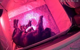 Labrador Retriever dogs for sale: Labrador puppies  - Advert 3