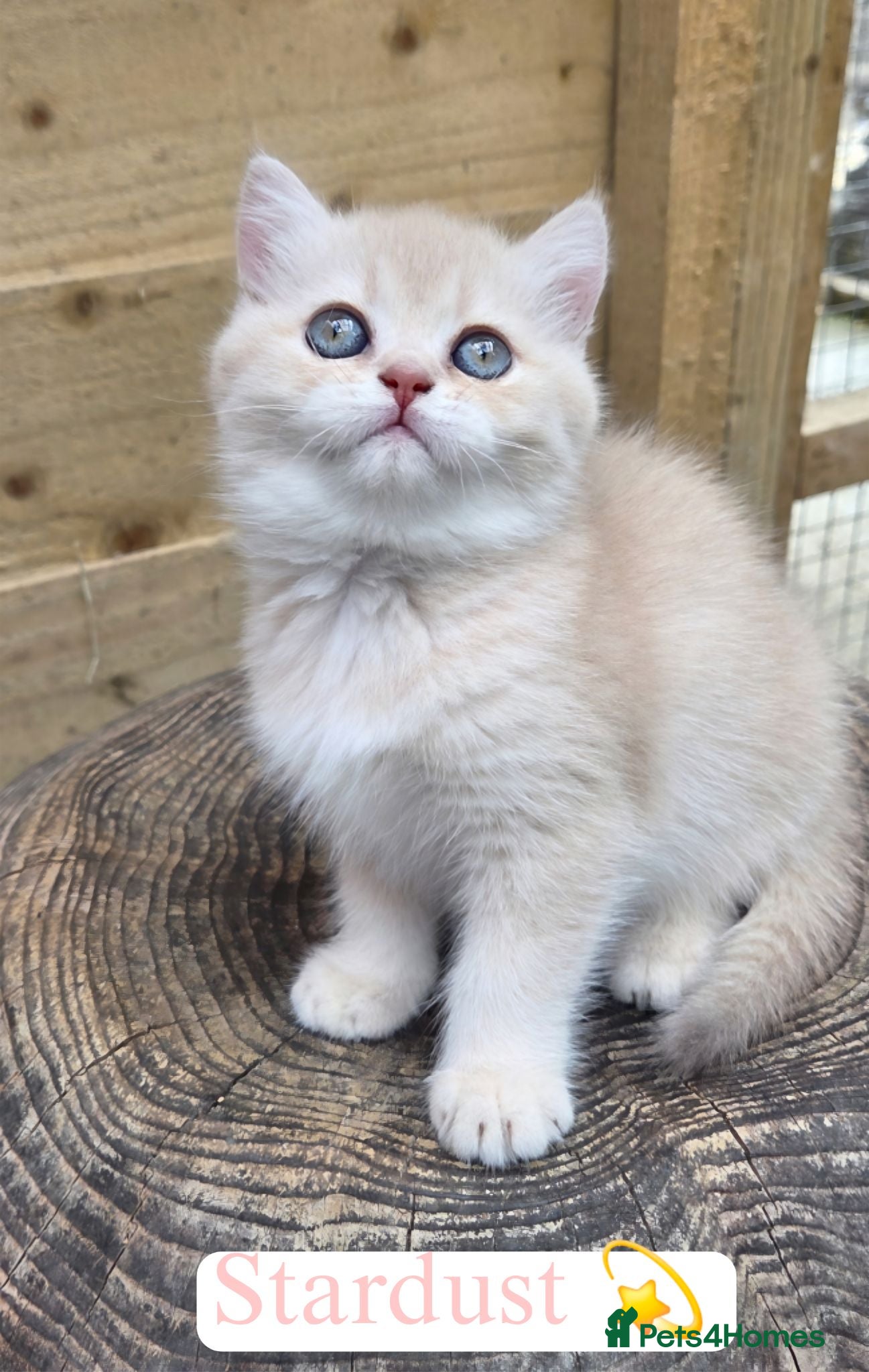 British Shorthair cats 💖 3 Golden Kittens GCCF Registered 💖  - Advert 6
