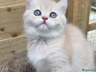 British Shorthair cats 💖 3 Golden Kittens GCCF Registered 💖 - Advert 4