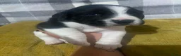Mixed Breed dogs for sale: Beautiful beagle x springer puppy’s !! - Advert 5